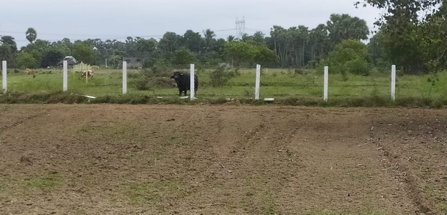 Land in Uthiramerur (Sindhu Thottam)