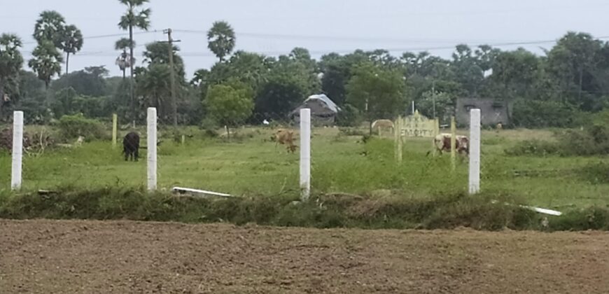 Land in Uthiramerur (Sindhu Thottam)