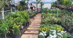 Commercial Space in Plant Shop