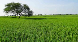 Land in Ekkatuthangal